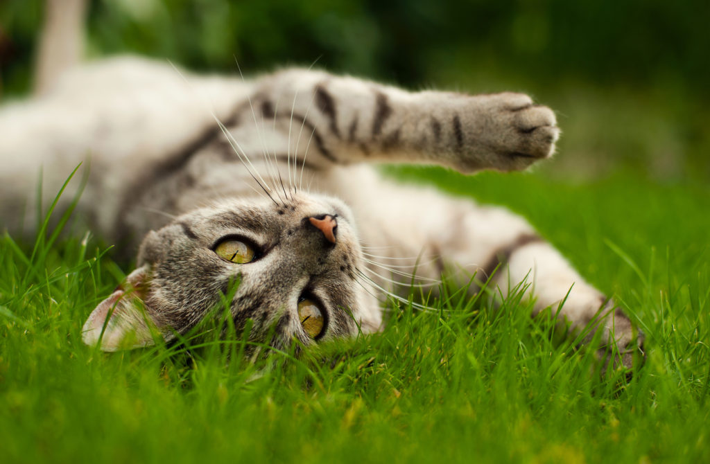 segnali che dimostrano che il gatto è felice