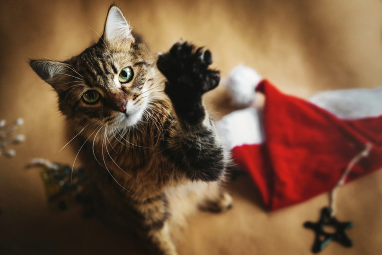 Stella Di Natale E Gatti.Natale Al Sicuro Con Il Gatto 5 Consigli Utili Zooplus Magazine Per Gatti