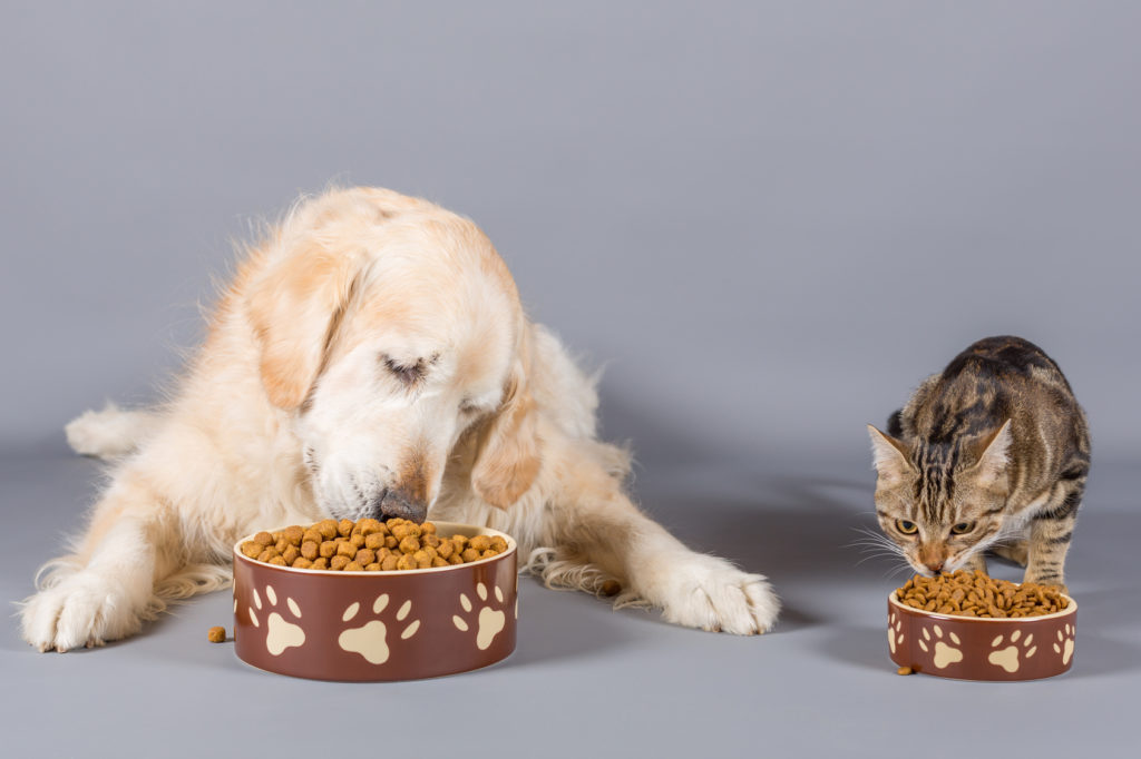 Il gatto può mangiare il cibo per cani? - zooplus Magazine