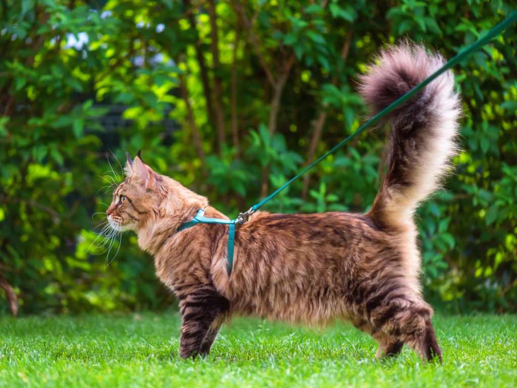 segnali che dimostrano che il gatto è felice