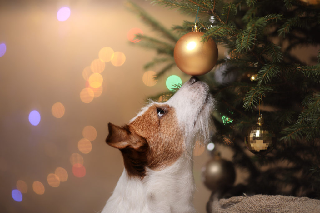 GCDD Calza di Natale con zampa di cane con polsino in tartan alberi di Natale uccello fiocco di neve cervo animali domestici calze di natale per feste di Natale decorazione di festa 40 x 25 cm 
