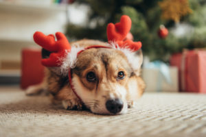 Natale al sicuro con il cane: festeggiare in sicurezza