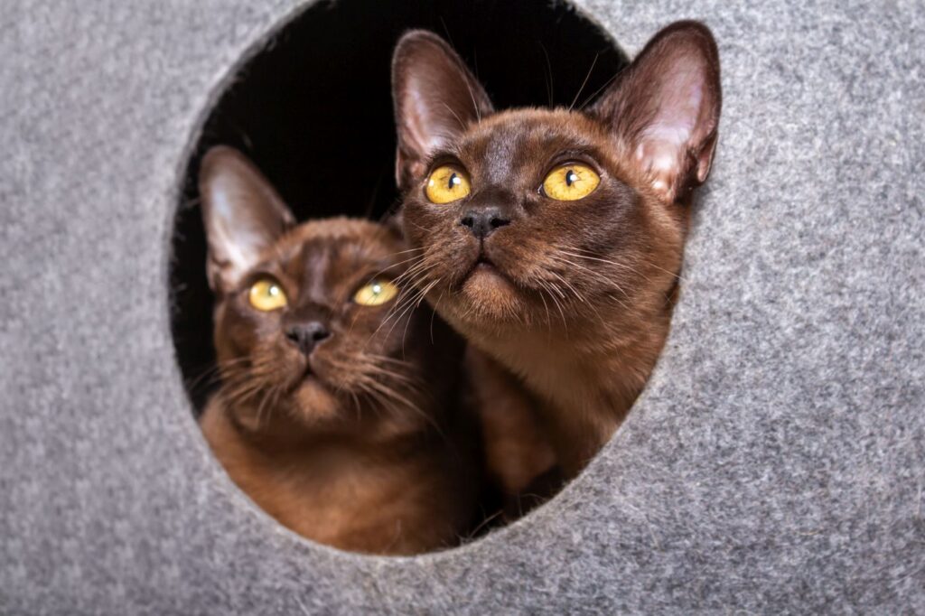 2 kitten birmani guardano fuori da nicchia