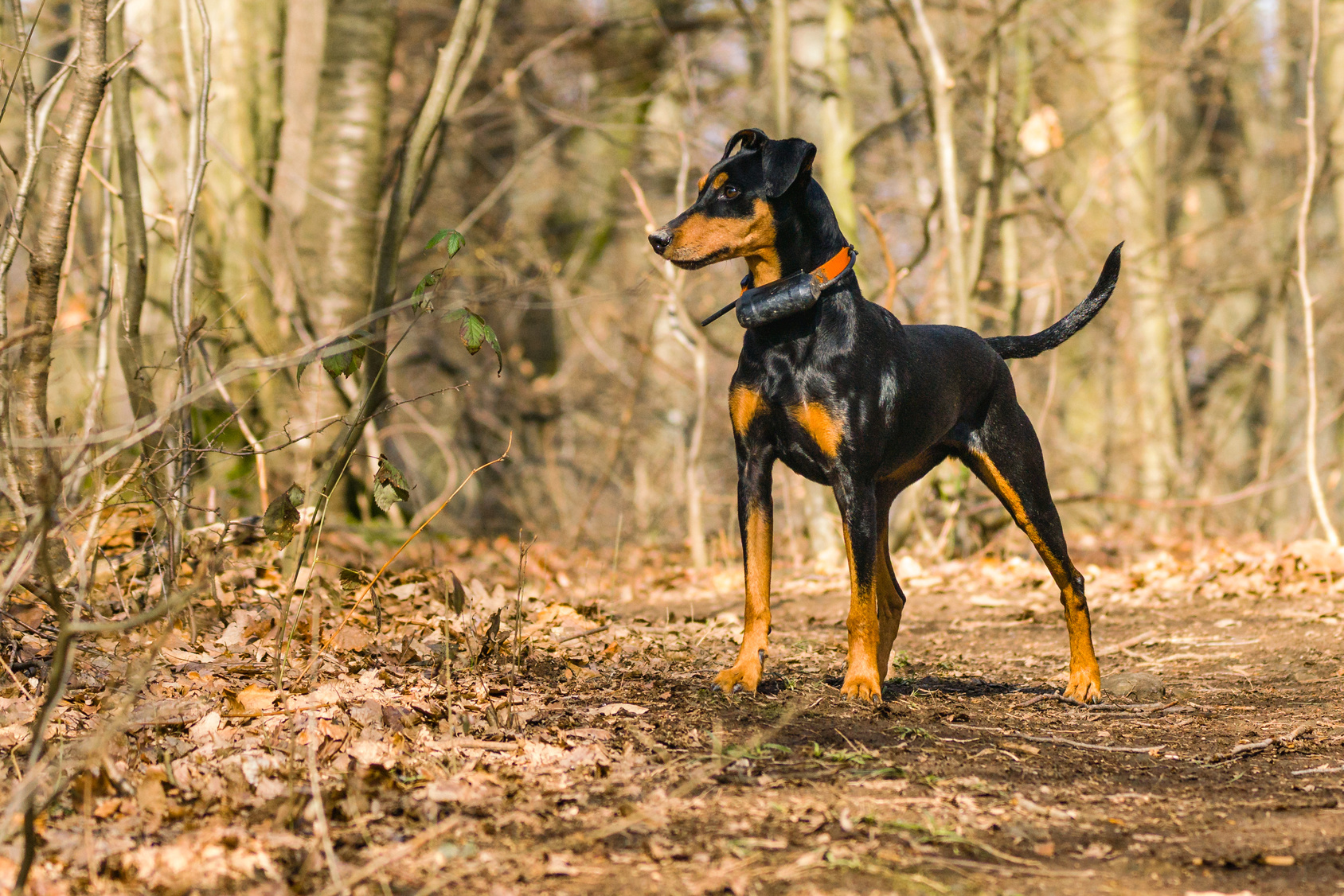Pinscher Tedesco zooplus Magazine per cani