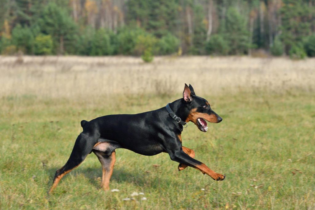 Pinscher Tedesco che corre