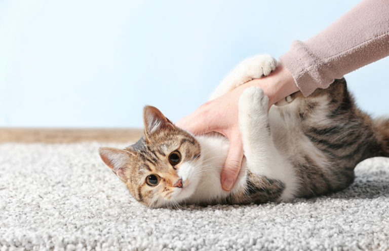 La Toxoplasmosi Nel Gatto Zooplus Magazine Per Gatti