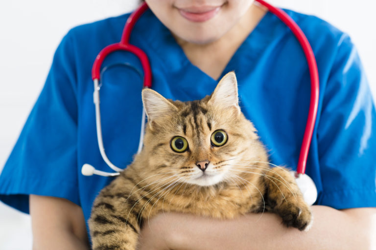 Gatto in braccio al veterinario