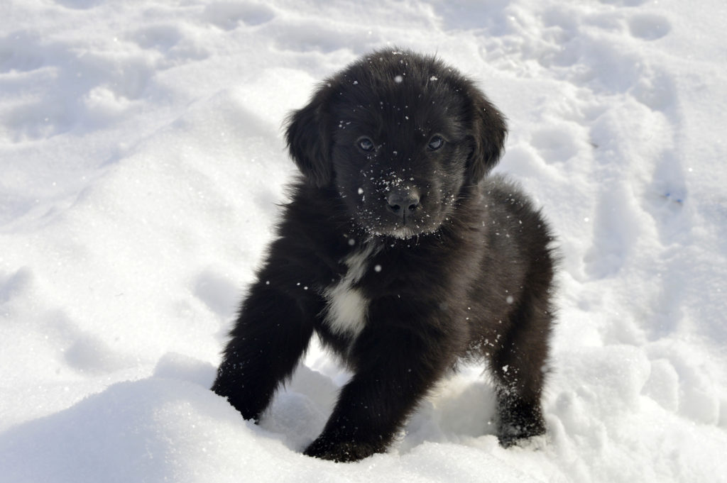 cucciolo di Terranova