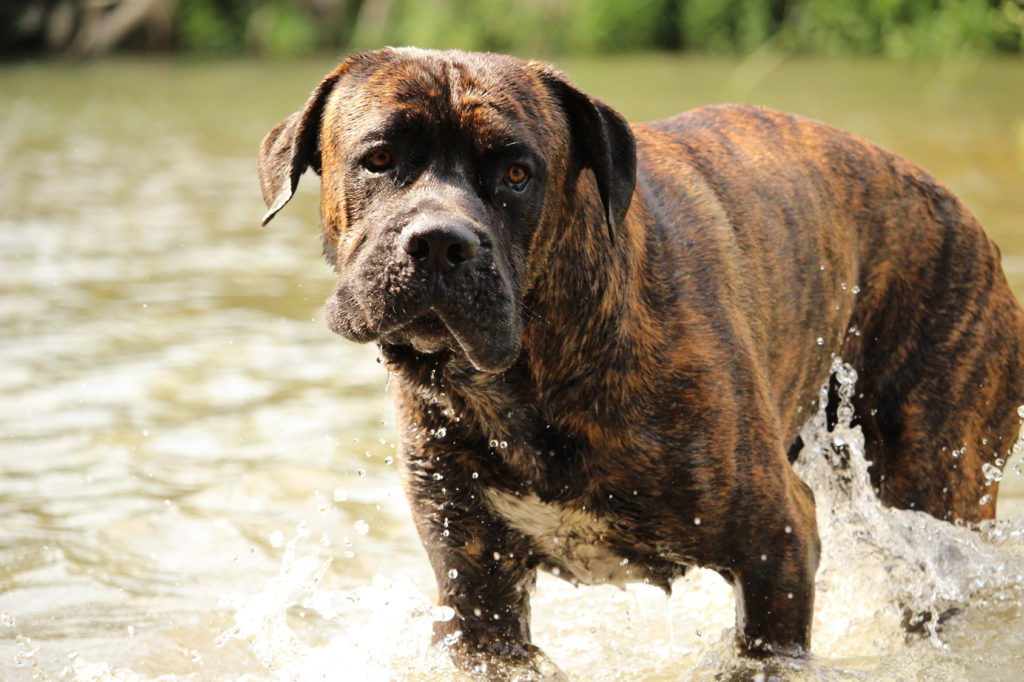 cane corso nel fiume