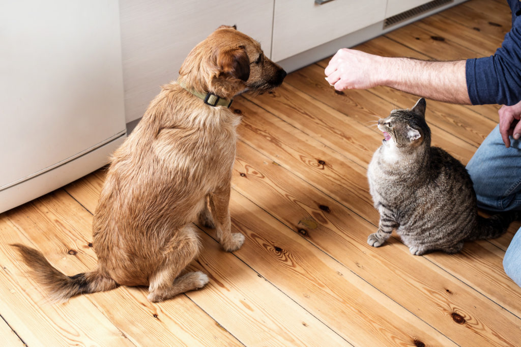 Il cane può mangiare il cibo per gatti