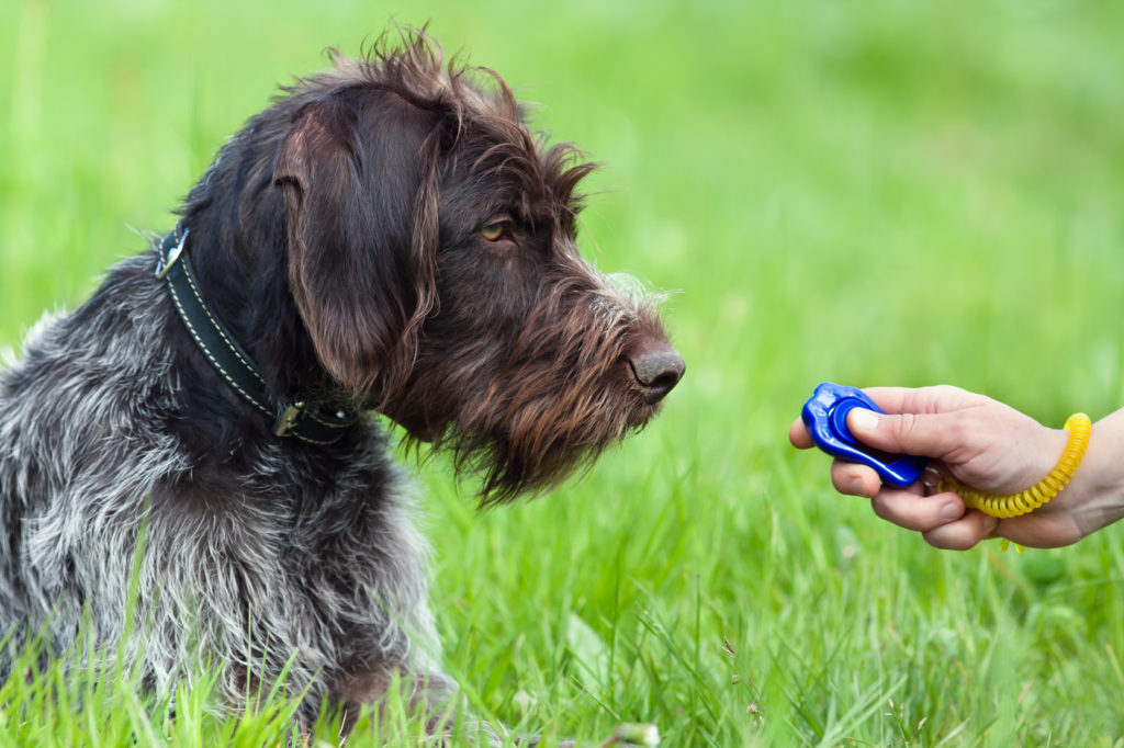 Obedience per cani