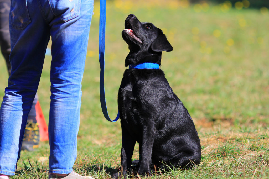 cane che pratica Obedience per cani