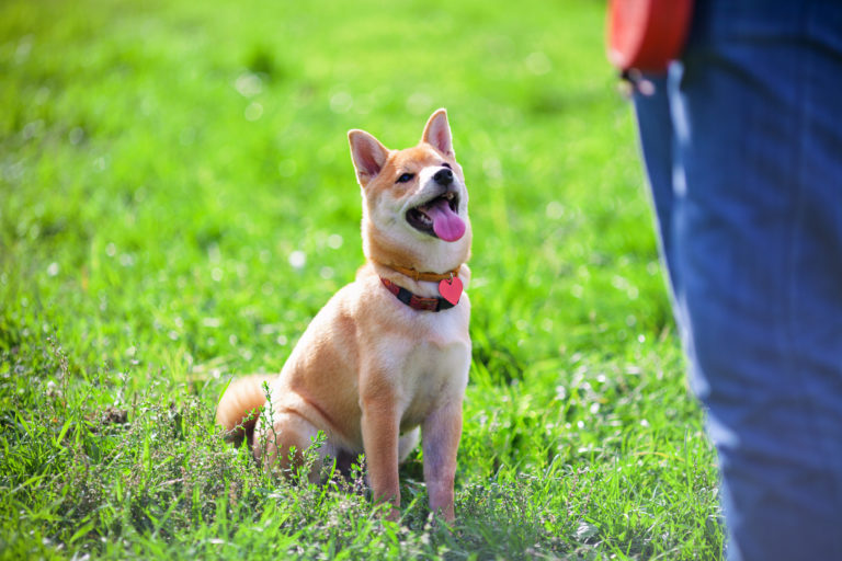 Shiba Inu che pratica Obedience per cani