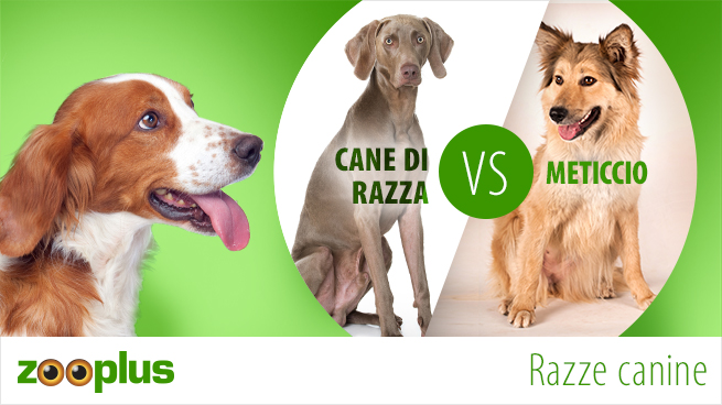 Cane di razza o meticcio?