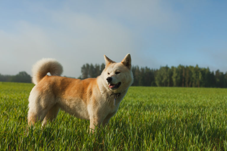 Akita Inu Zooplus Magazine Per Cani