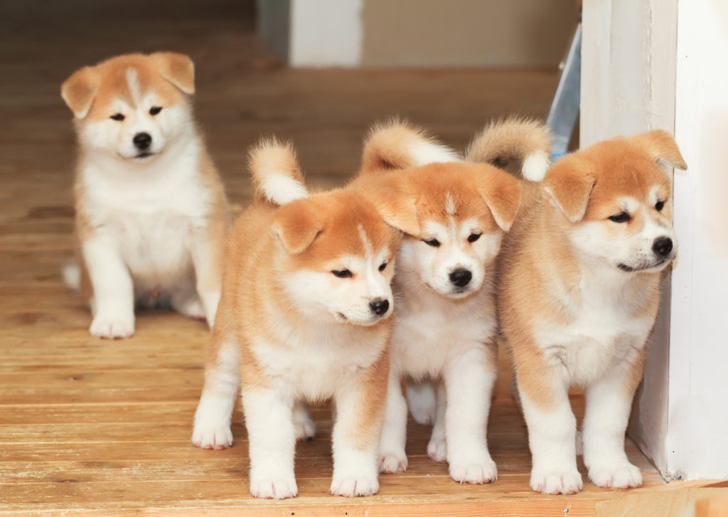 Akita Inu Zooplus Magazine Per Cani