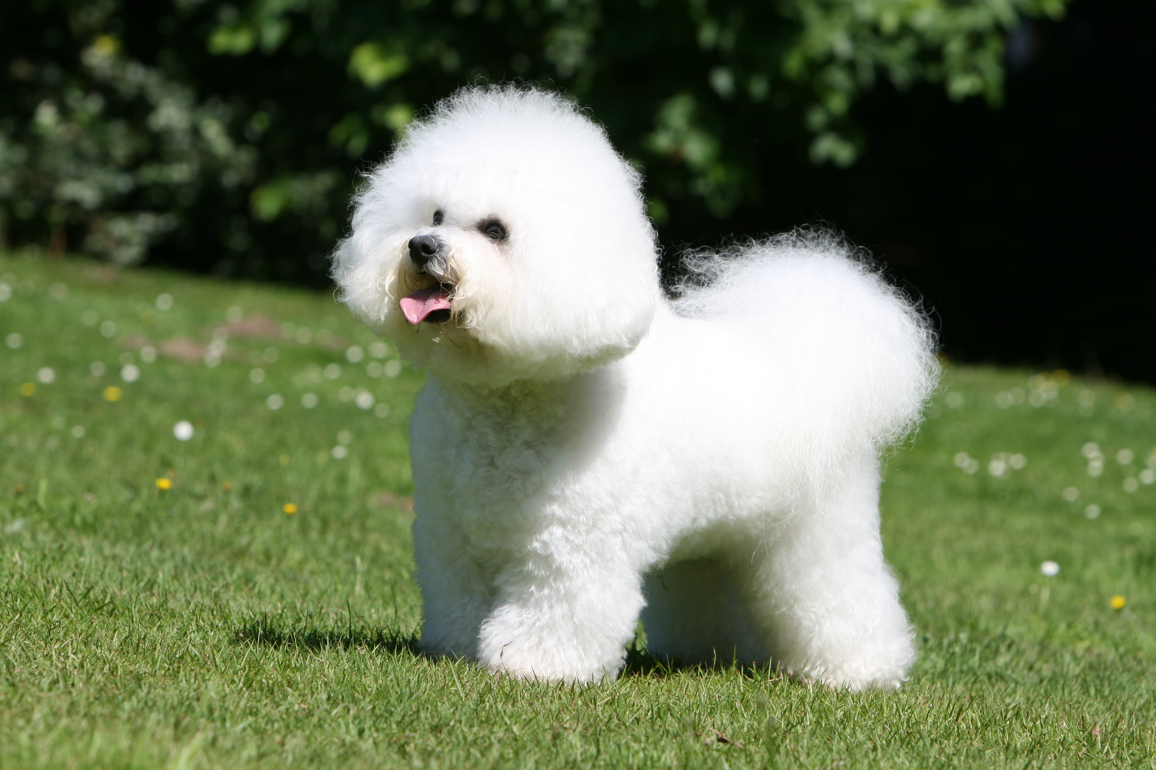 Bichon frisé: prezzo, aspetto, carattere, altezza