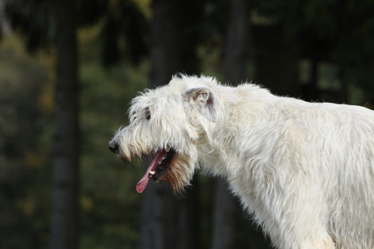 La tosse del cane