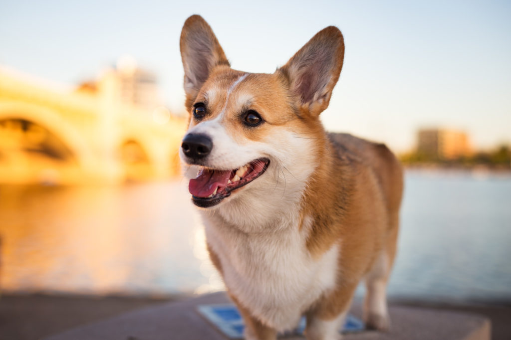 Welsh Corgi Pembroke