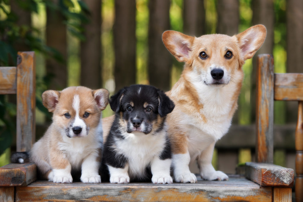 welsh corgi pembroke con cuccioli