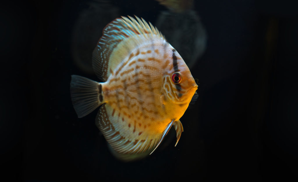 Pesce disco Pesce disco
