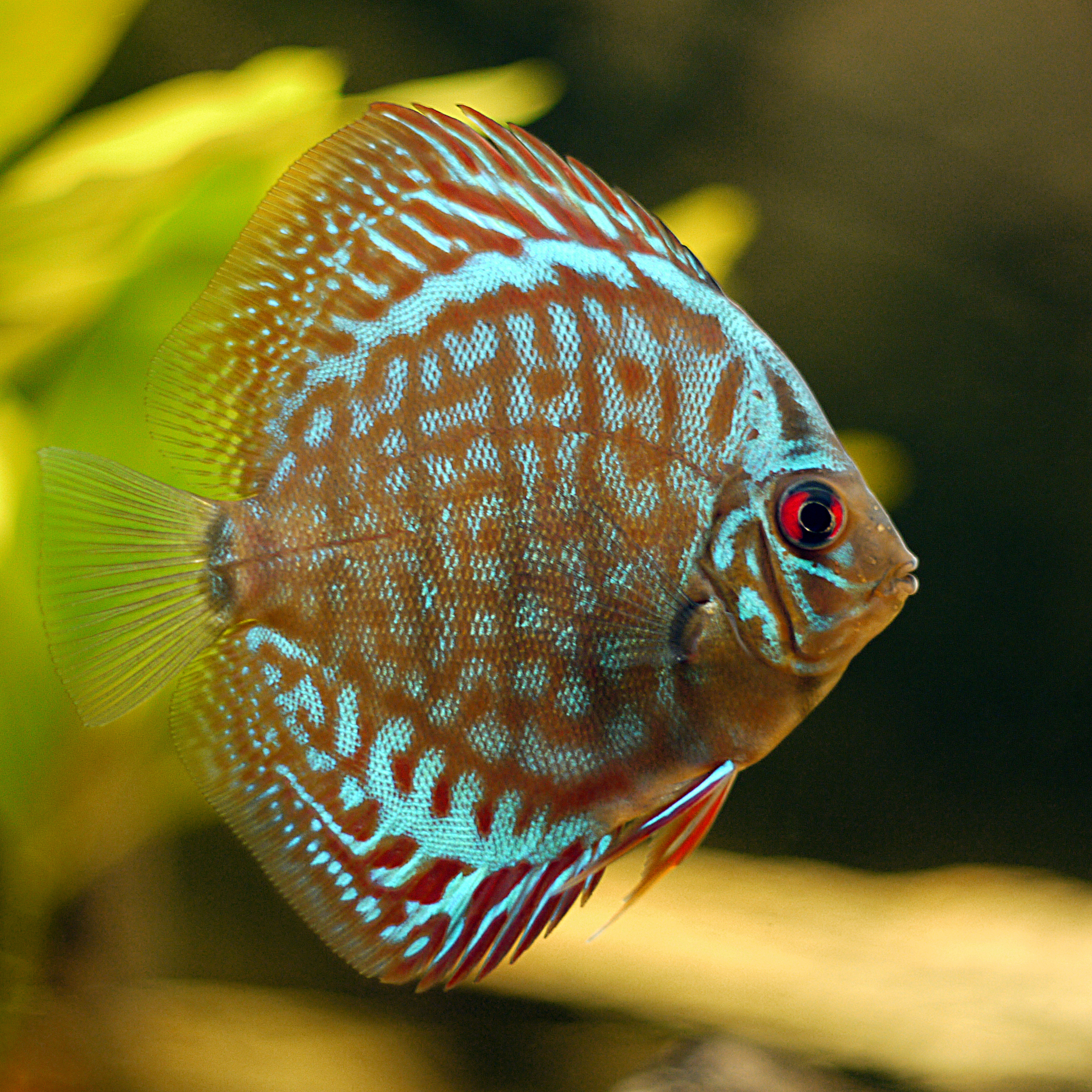 Pesce Disco Zooplus Magazine Per Pesci