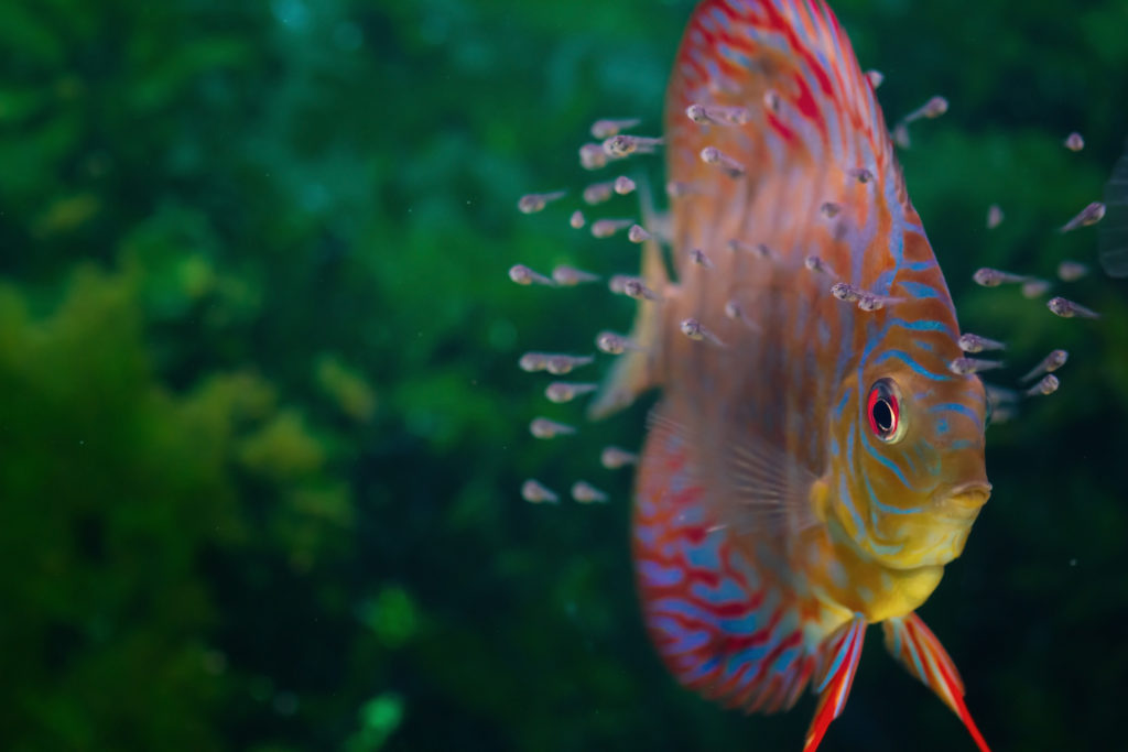 Piccoli di pesce disco Piccoli di pesce disco