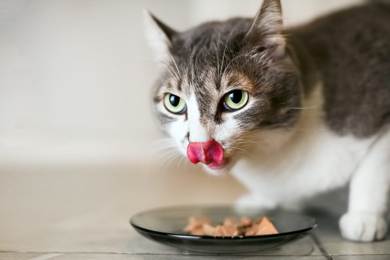Alimentazione senza cereali per gatti