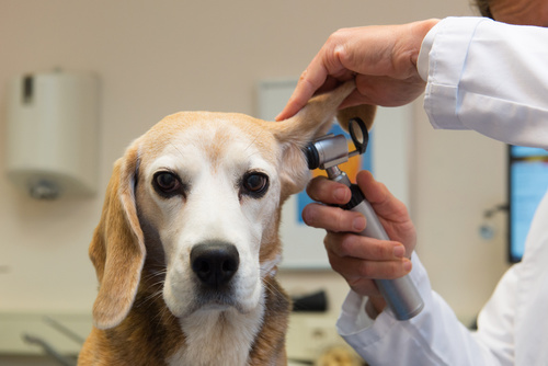 Gli acari dell'orecchio nel cane