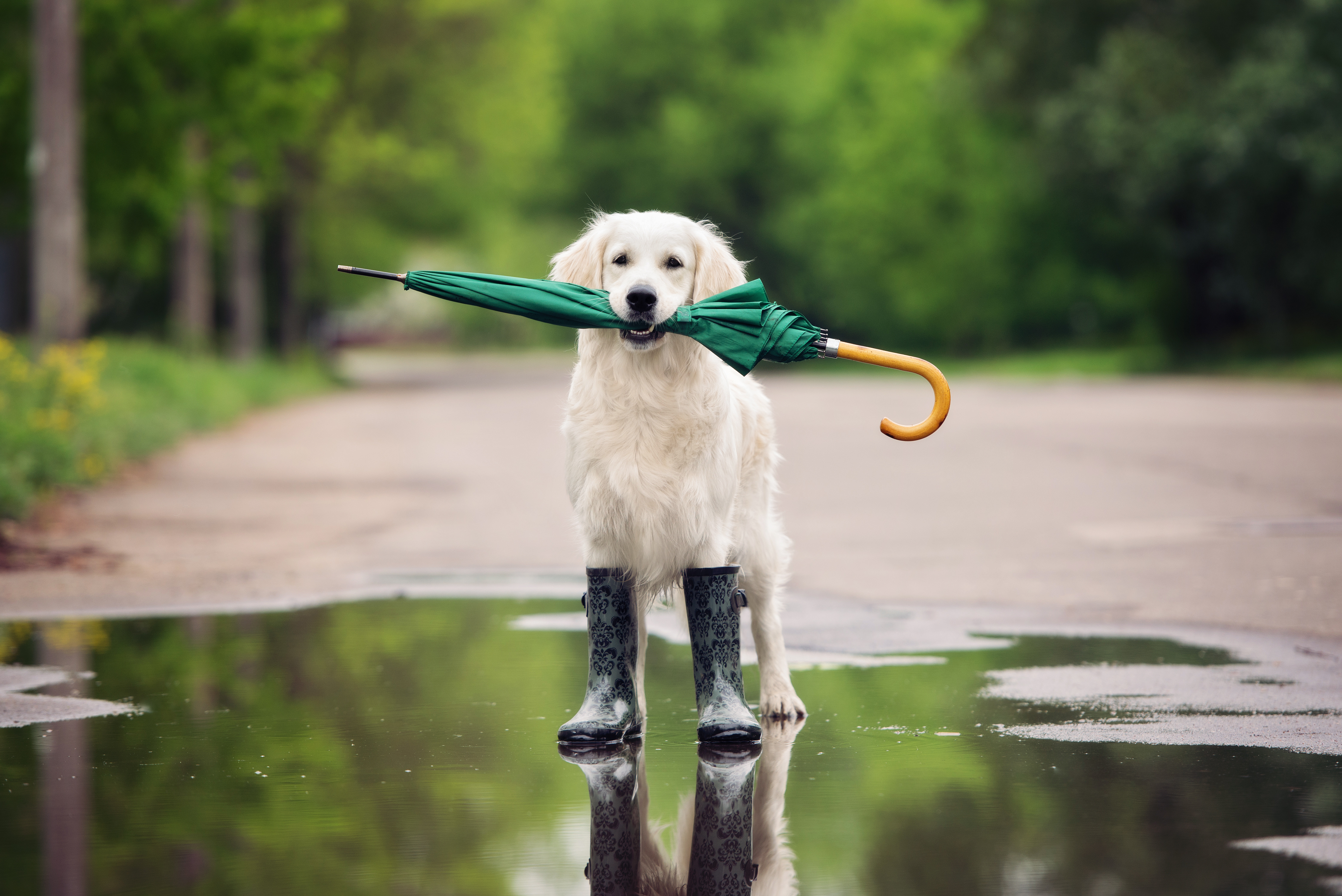 Scarpette per Cani