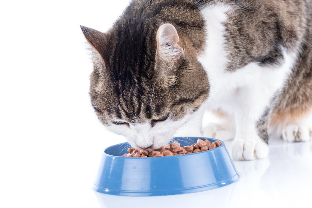 Alimentazione senza cereali per gatti
