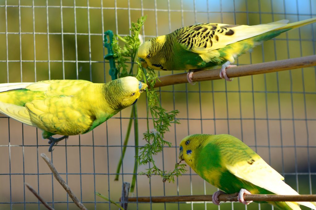 Parrocchetto ondulato Parrocchetto ondulato
