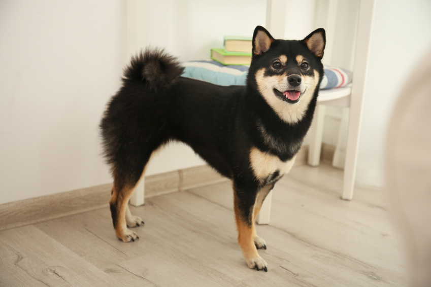 Shiba Inu nero