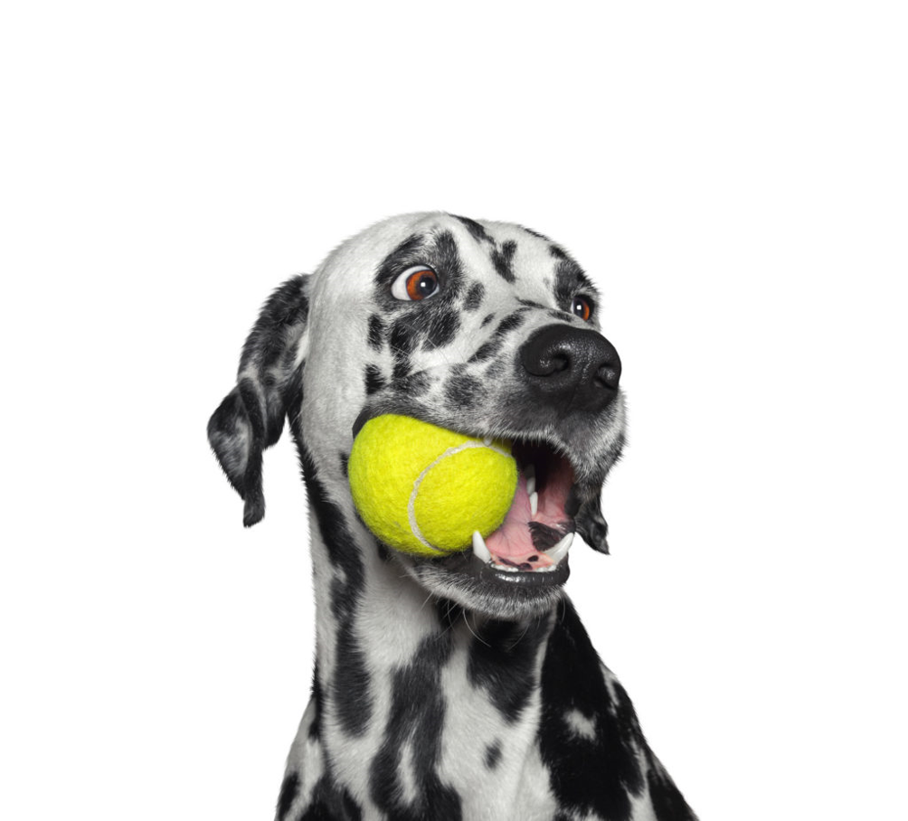 Dalmata Dalmata