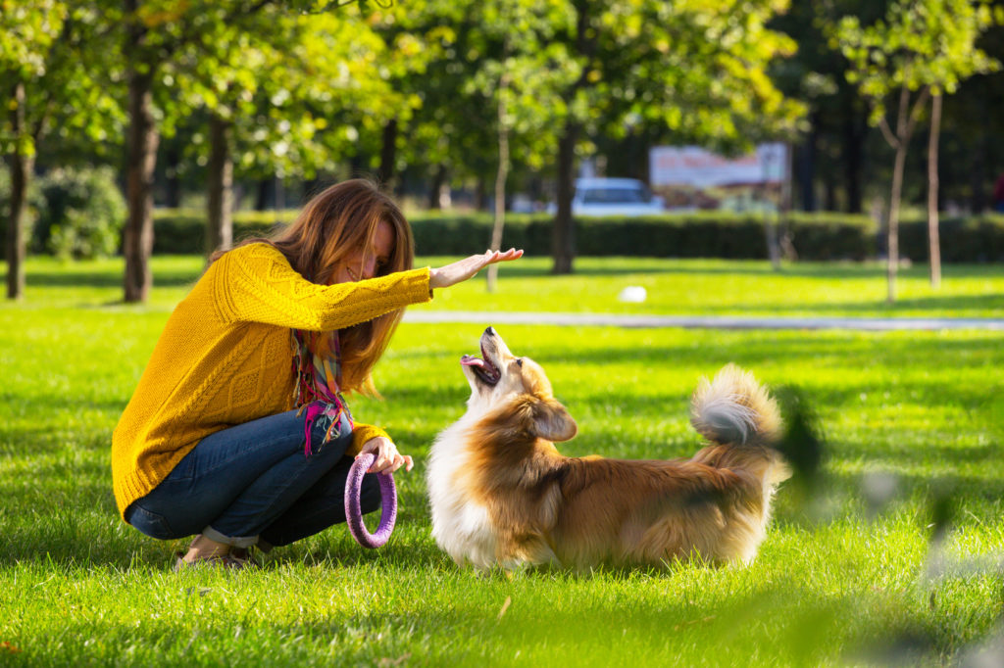 Corgi Corgi