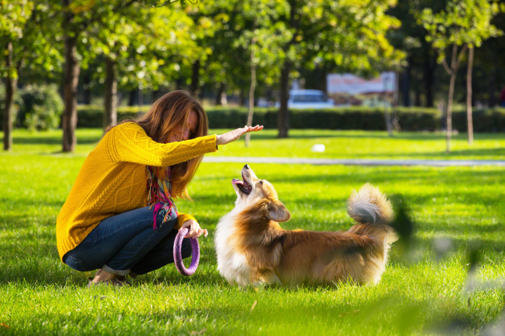 Corgi