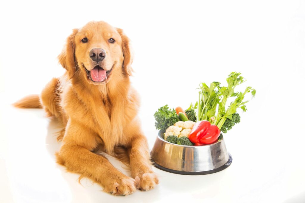 Vegetarisches Hundefutter Golden Retriever Golden Retriever hund vegetarisch ernähren mit Gemüse