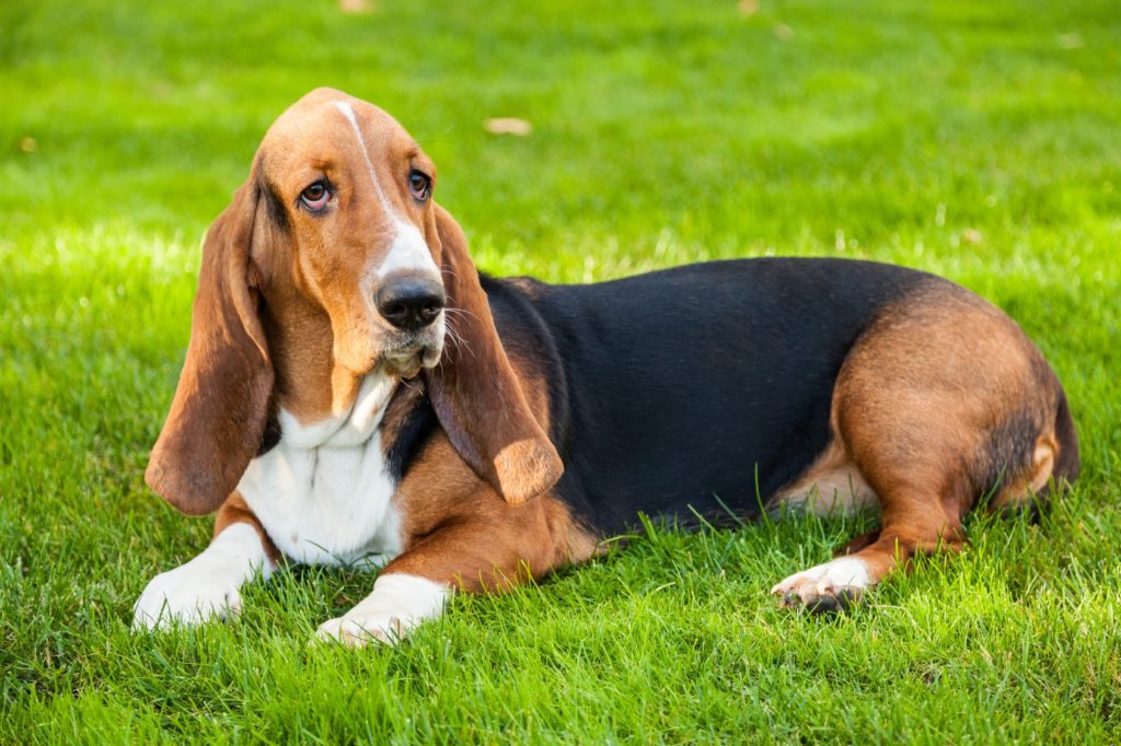 basset