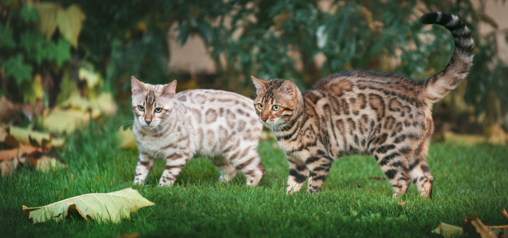 coppia di gatti bengala