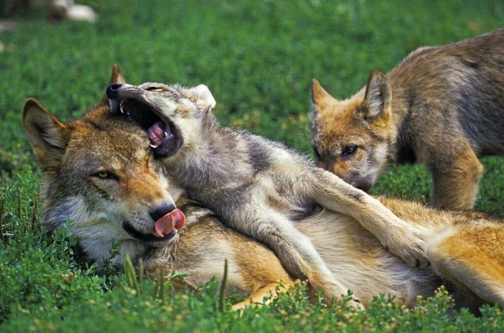 cuccioli giocano con mamma lupo