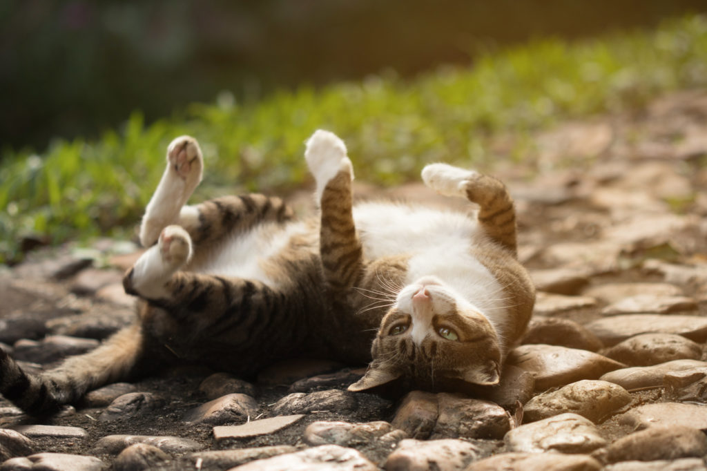Il calore nella gatta zooplus Magazine