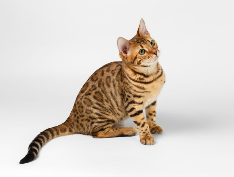 gatto bengala gatto bengala