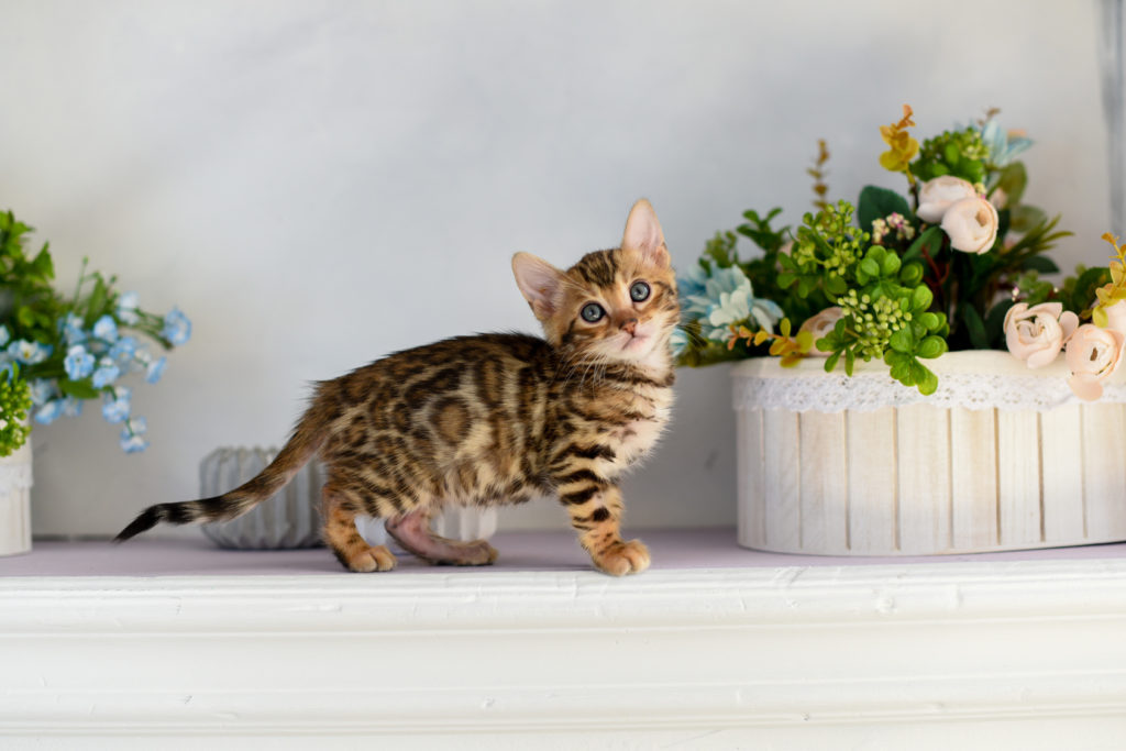 kitten bengala