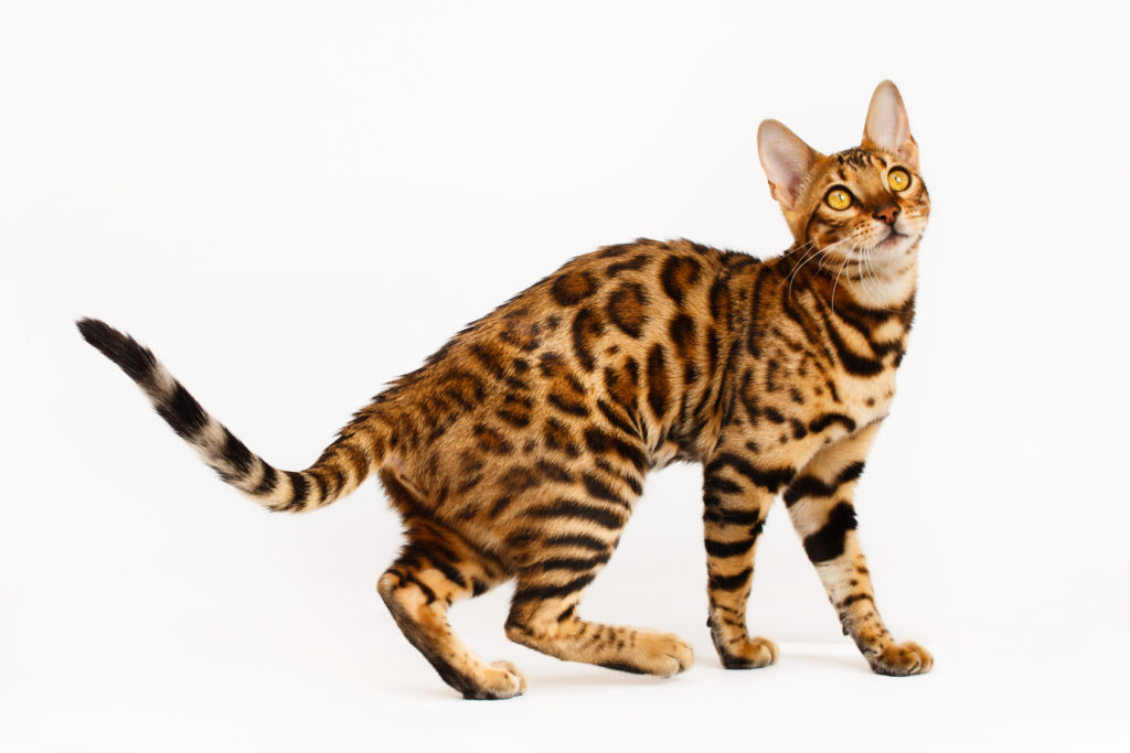 piccolo gatto bengala