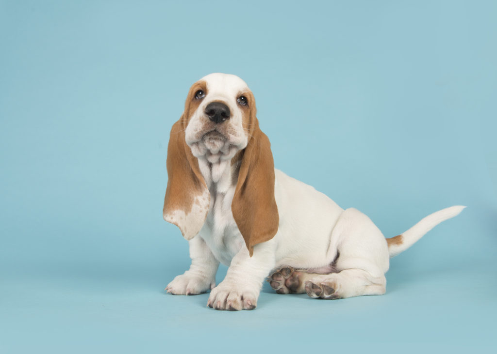 cucciolo di Basset Hound