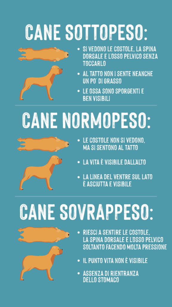 come capire se il tuo cane è in sovrappeso infografica cane in sovrappeso infografica