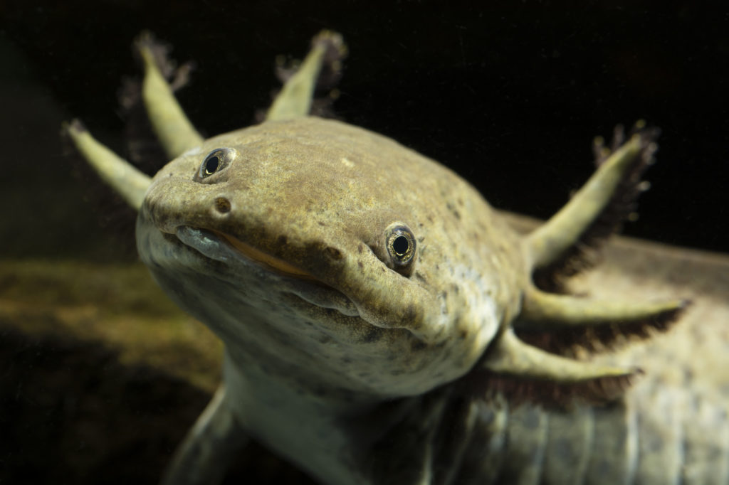 axolotl