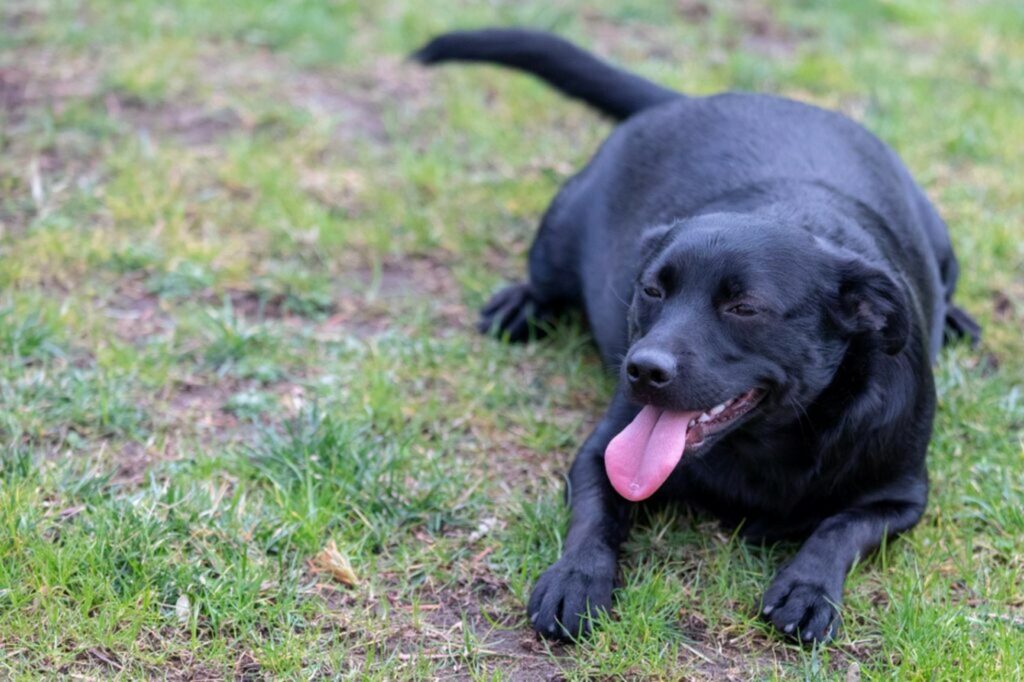 cane grasso cane grasso sdraiato