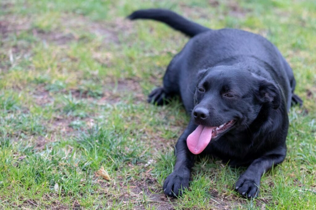 cane grasso sdraiato