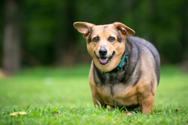 cane in sovrappeso cani in sovrappeso